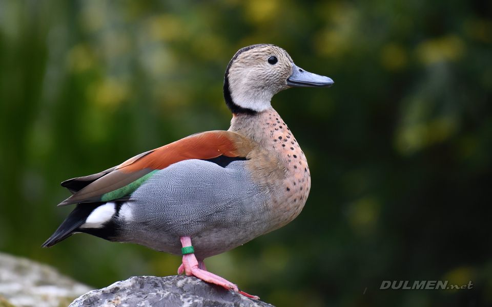Ringed teal (Callonetta leucophrys)